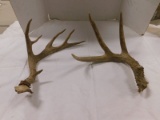 (2) SINGLE  DEER ANTLERS