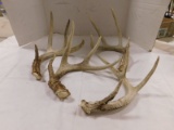 (4) SINGLE DEER ANTLERS