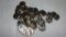 2.00  FACE 1956-D BU NICKELS