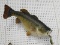 TAXIDERMY LARGE MOUTH BASS WITH LURE