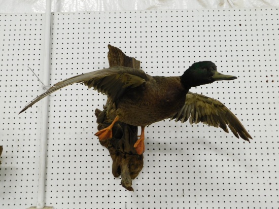 TAXIDERMY MALLARD DUCK ON LOG