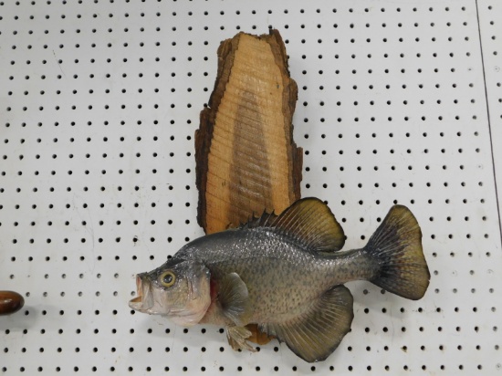 TAXIDERMY BASS ON WALL MOUNT