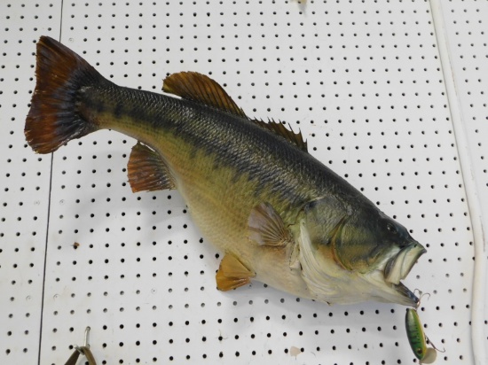 TAXIDERMY LARGE MOUTH BASS WITH LURE
