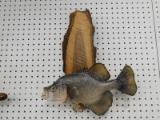 TAXIDERMY BASS ON WALL MOUNT