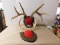 (2) MOUNTED DEER ANTLERS