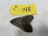 SHARK TOOTH MEGALODON PREHISTORIC