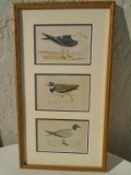 ANTIQUE HAND COLORED SHORE BIRD ETCHINGS 1870