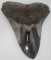 HUGE MEGALODON SHARK TOOTH FOSSIL 289 GRAMS 5