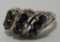 PD MARK 1CT SAPPHIRE RING STERLING SILVER SIZE 7.5