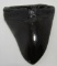 LARGE MEGALODON SHARK TOOTH