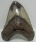 LARGE MEGALODON SHARK TOOTH