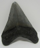 MEGALODON SHARK TOOTH