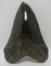 LARGE MEGALODON SHARK TOOTH