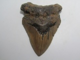 PREHISTORIC MEGALODON SHARK TOOTH FOSSIL