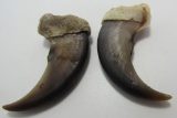 PAIR OF LARGE BEAR CLAWS 2