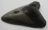 MEGALODON SHARK TOOTH 4 INCH