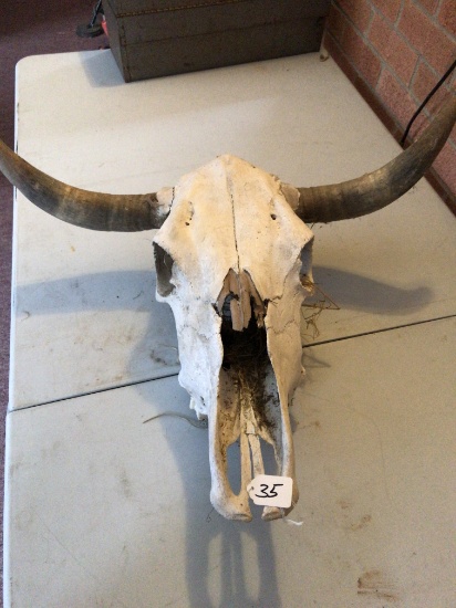 Steer Skull W/Horns