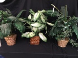 Trio Of Imitation Plants