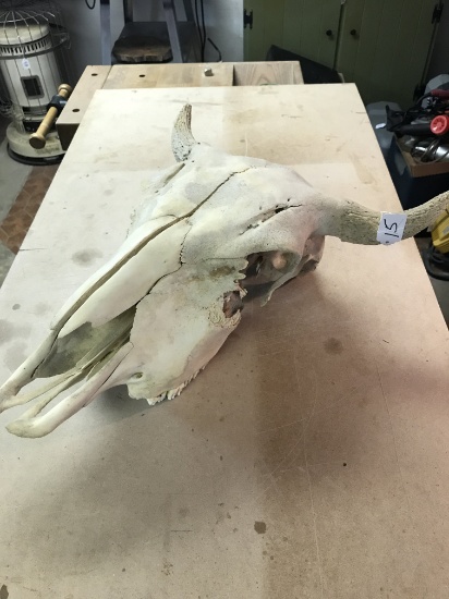 Cow Skull