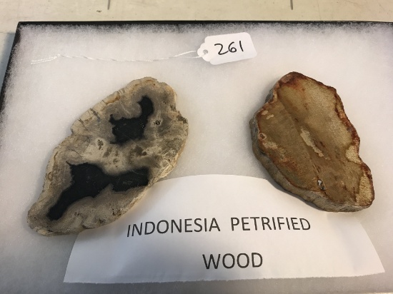 Indonesia Petrified Wood