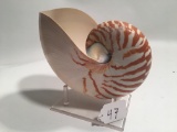 Nautilus Shell On Stand
