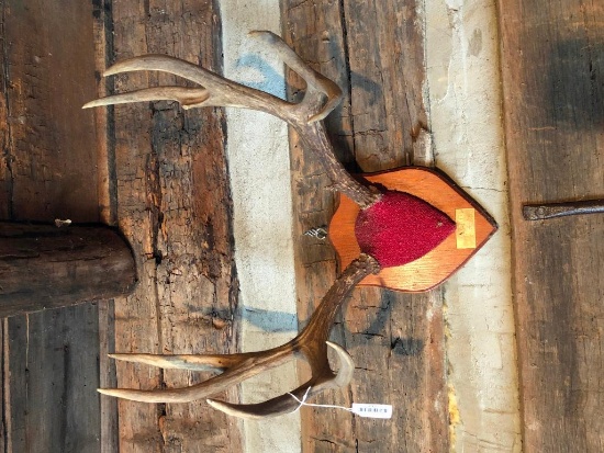 Set of mounted mule deer horns from Wyoming 1959.