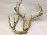 Deer Scull with Antlers and a Single Antler, Antlers Are 14 Inches Wide