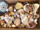 Group of Sea Shells and MOre!