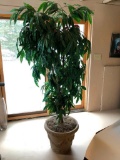 Large Silk Plant in, Styrofoam Planter, Approx. 80 inches Tall