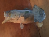 Mounted Large Mouth Bass