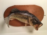 Mounted Large Mouth Bass