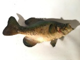 Mounted Bass Fish