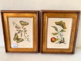 (2) Matching Framed Butterfly Prints