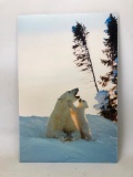 Photograph Of Polar Bear & Cub