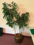 Silk Plant Tree W/Planter