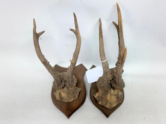 (2) Small Mounted Horns