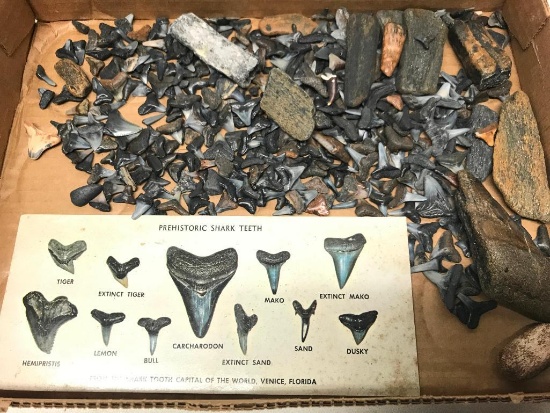 Group Of Shark's Teeth W/Info Card