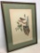Framed & Matted Bird Print By Gould