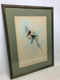 Framed & Matted Bird Print By Gould