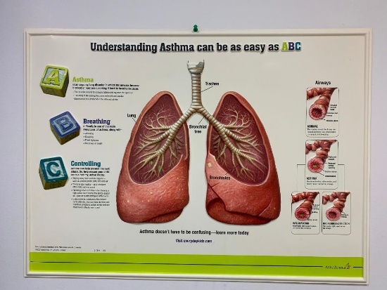 3-D Plastic Lung Display