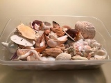 Container Of Seashells
