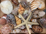 Nice Box Of Seashells