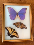 Framed Butterflies In Bubble Glass Frame