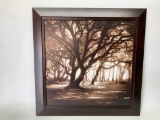 Framed Photograph On Board Of Tree's