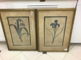 (2) Framed Botanical Iris Prints
