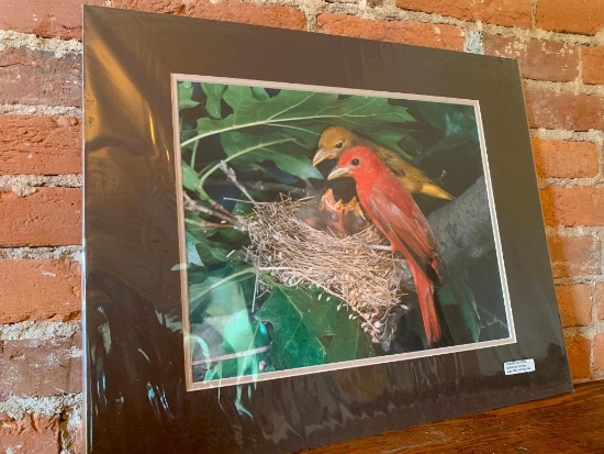 Photo Titled Summer Tanagers by Ron Austing 1986