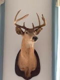 6 Point, Deer Mount as Pictured, 35