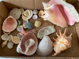 Group of Sea Shells, Brought Back from Florida Trips