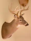 10 Point Deer Mount - As Pictured