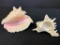Pair of Sea Shells. The Largest is 4
